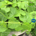Guduchi Tinospora Cordifollia Extract Powder Raw Materials Ratio 10:1 20:1 Pure Natural